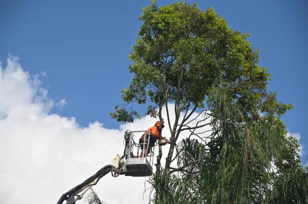 Best Hedge Trimming  in Mondovi, WI