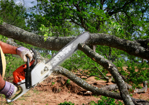 Best Lot and Land Clearing  in Mondovi, WI