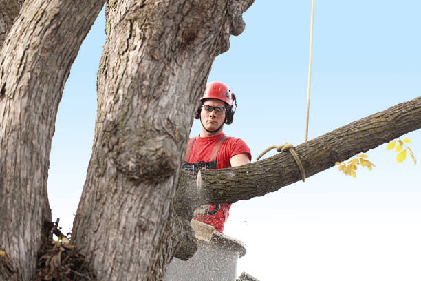 Best Emergency Tree Removal  in Mondovi, WI